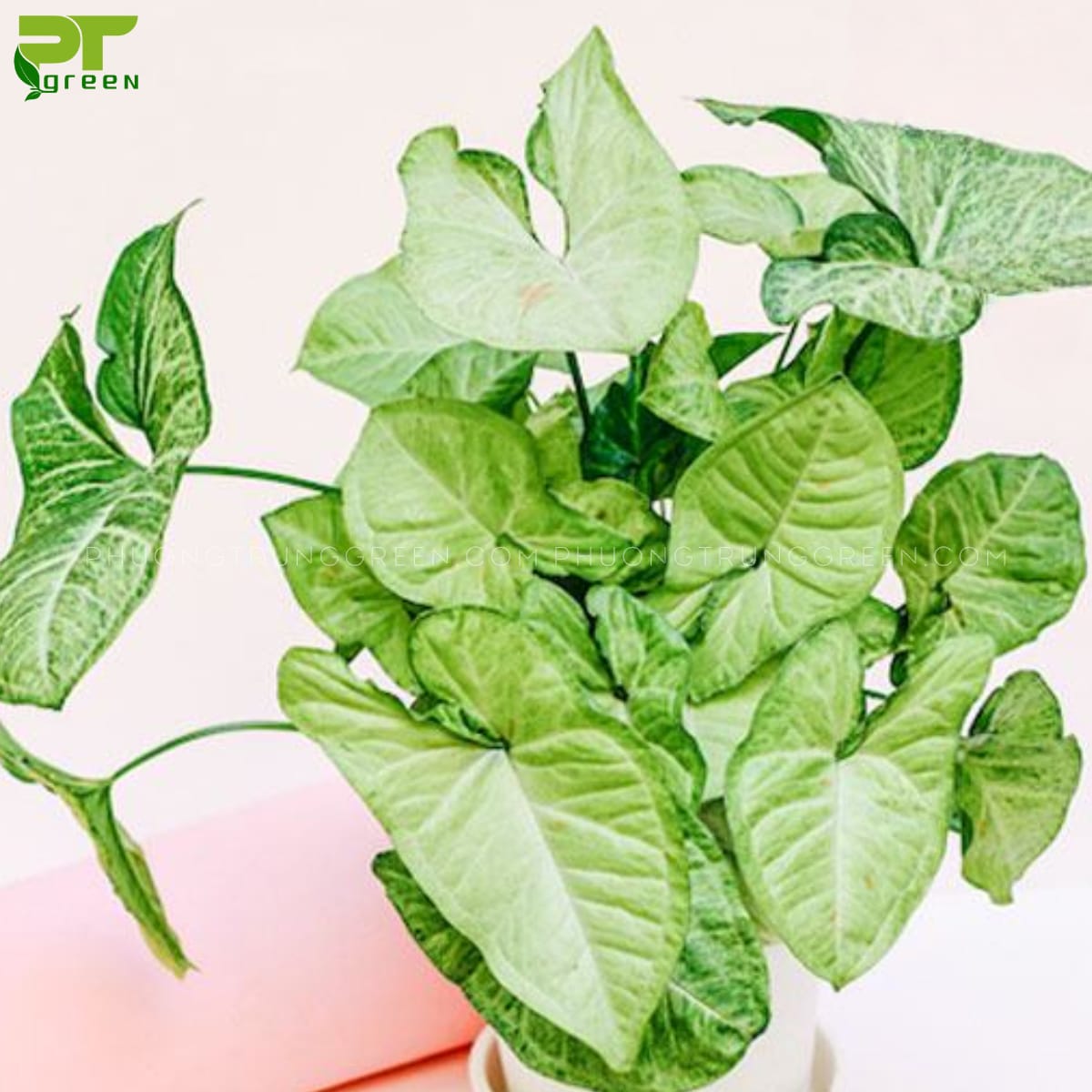 Trầu bà tróc bạc