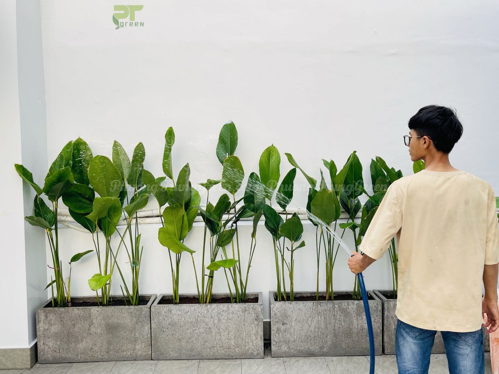 Cây chuối mỏ két trong chậu đá mài