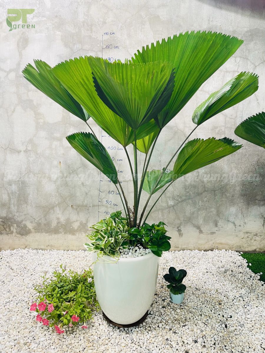Cọ Nhật trong chậu sứ