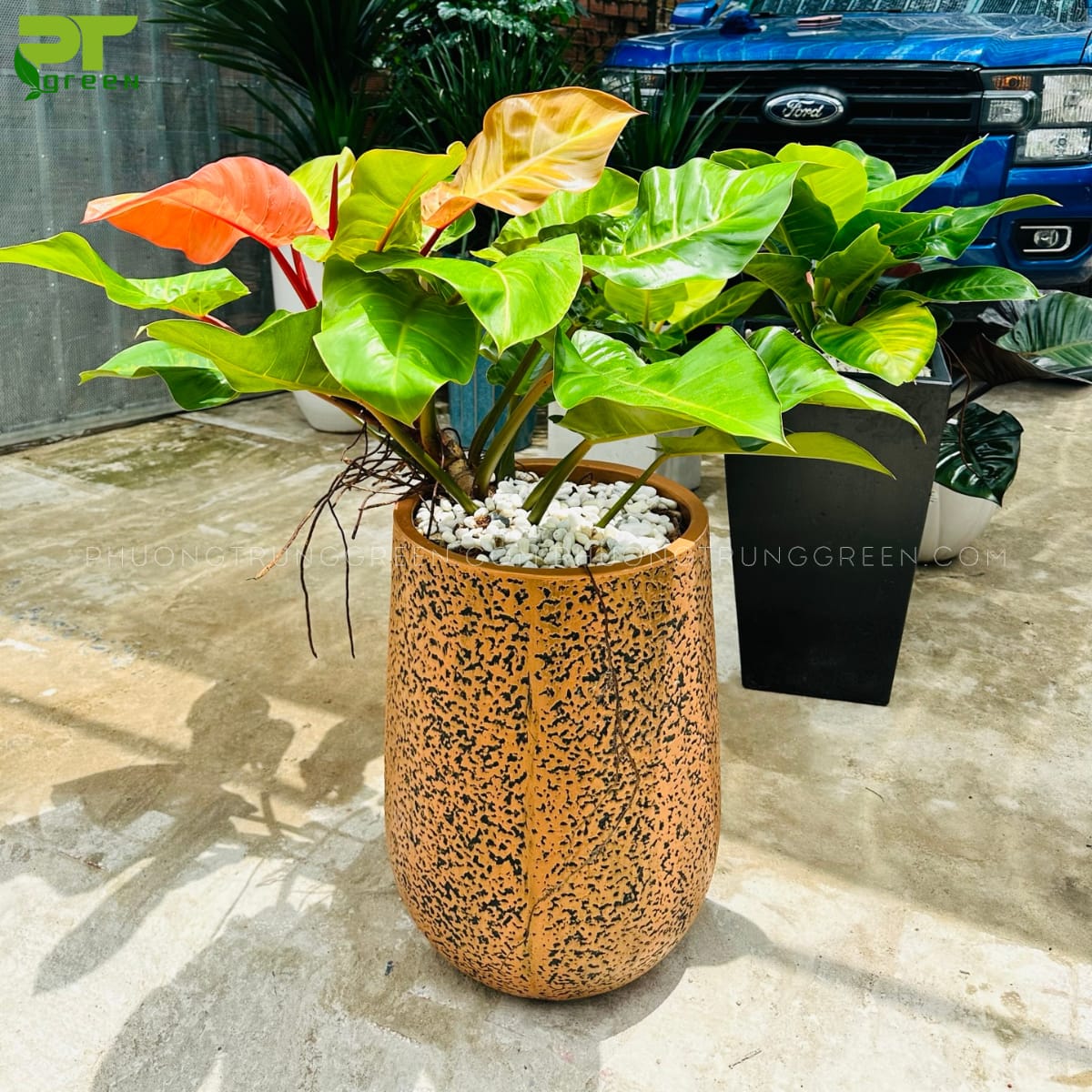 trầu bà đế vương trong chậu xi măng