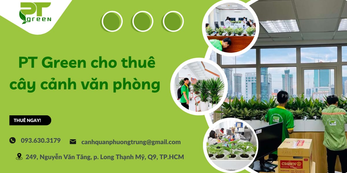 Cho thuê cây cảnh tại TP.HCM