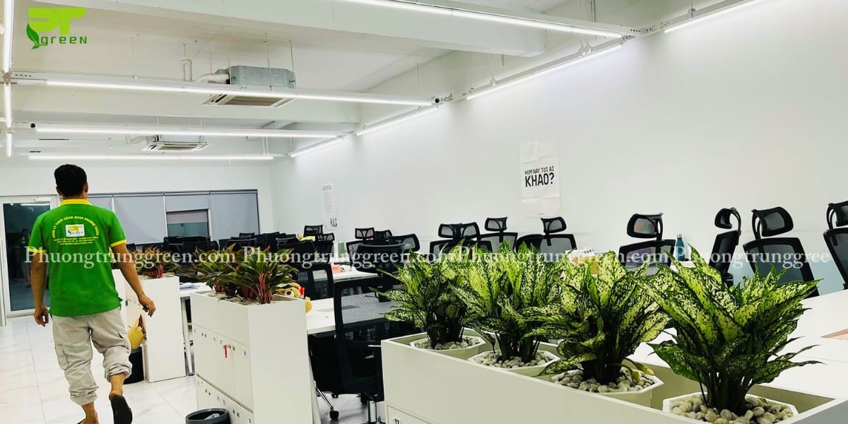 Lợi ích của dịch vụ thuê cây cảnh