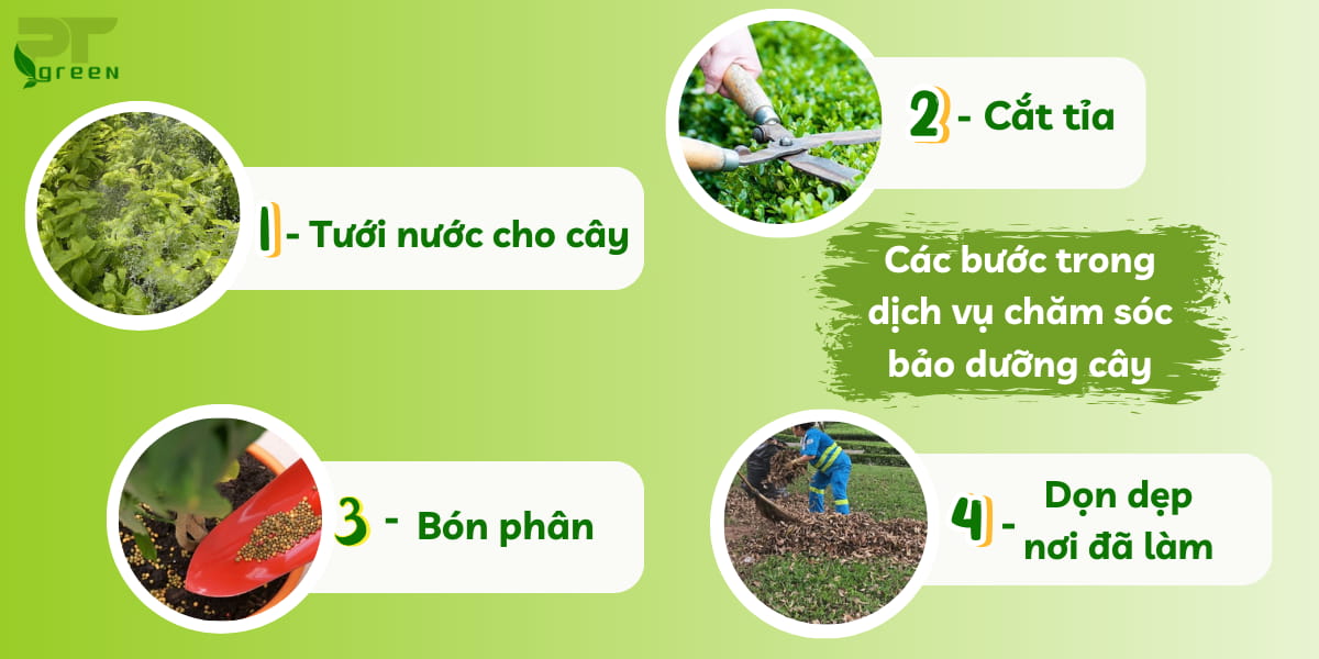 Các bước chăm sóc bảo dưỡng cây tại PT Green