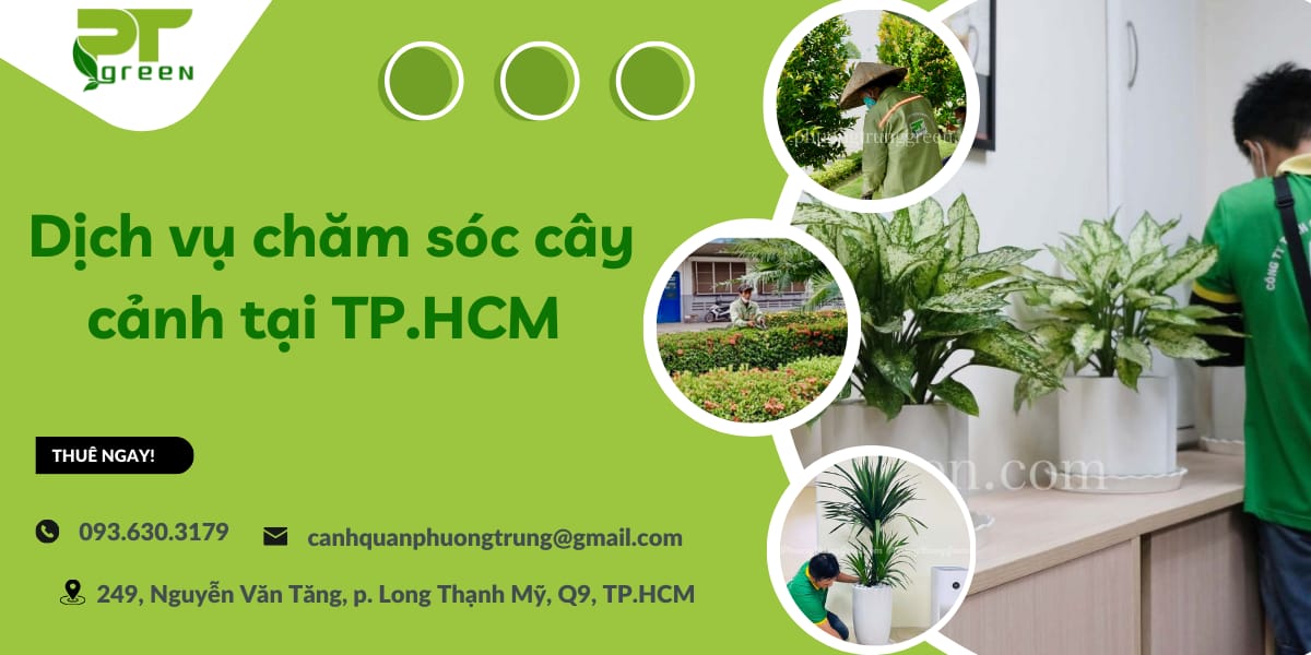 Dịch vụ chăm sóc cây cảnh tại TP.HCM