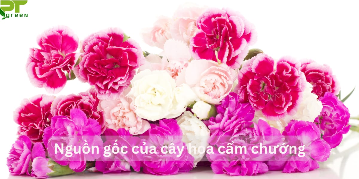 Nguồn gốc cây hoa cẩm chướng