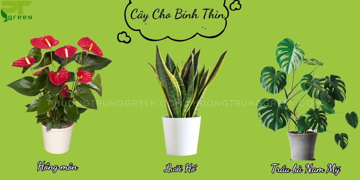 Tuổi Bính Thìn hợp với cây gì?