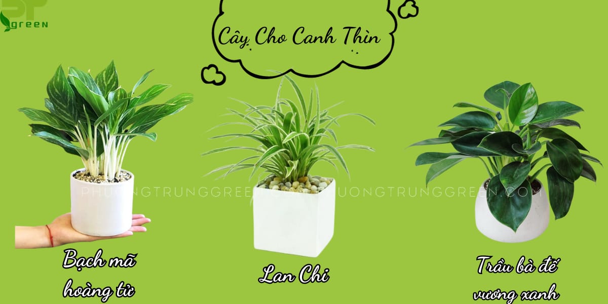 Cây hợp với tuổi canh Thìn