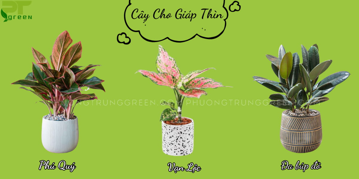 Cây hợp với nười tuồi giáp Thìn