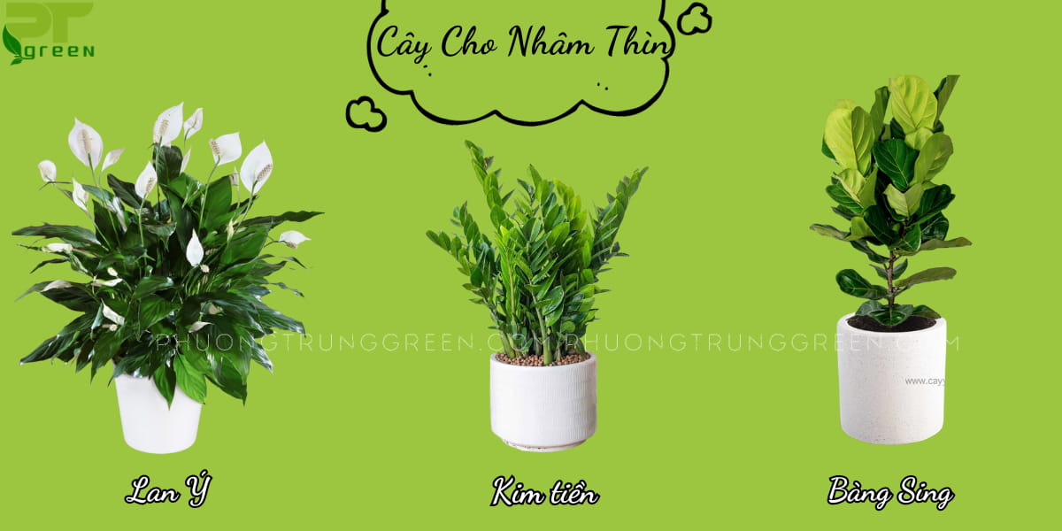 Cây hợp người tuổi Nhâm Thìn