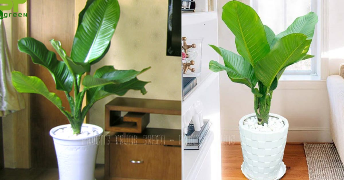 Cây Đại Tỷ Phú trang trí tiểu cảnh gầm cầu thang