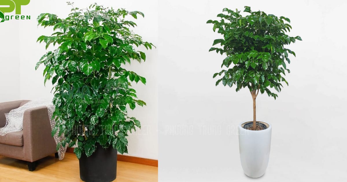 Cây Hạnh Phúc trang trí tiểu cảnh gầm cầu thang