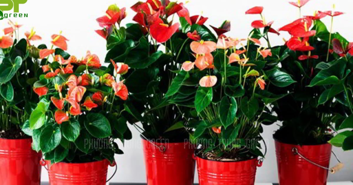 Cây Hồng Môn trang trí tiểu cảnh gầm cầu thang