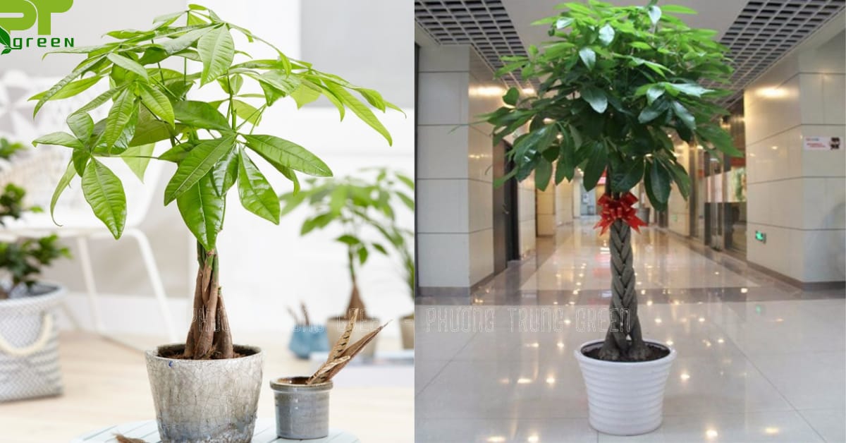 Cây Kim Ngân trang trí tiểu cảnh gầm cầu thang