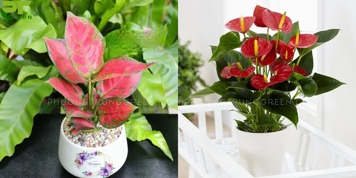 Bính dần hợp với cây gì?