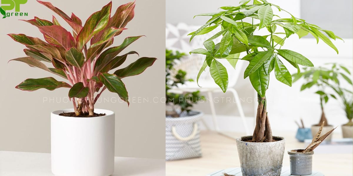 Canh Dần hợp với cây Phú quý, kim tiền, kim ngân