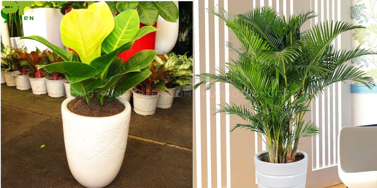 Cây hợp với tuổi Mậu dần