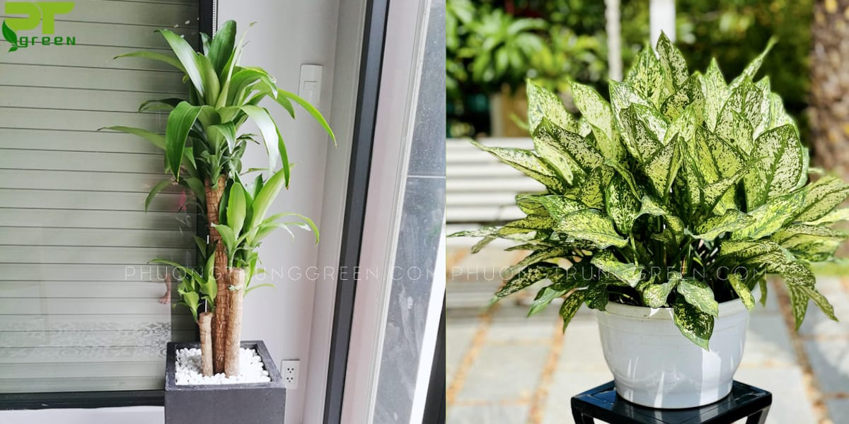 Cây hợp với tuổi Nhâm Dần
