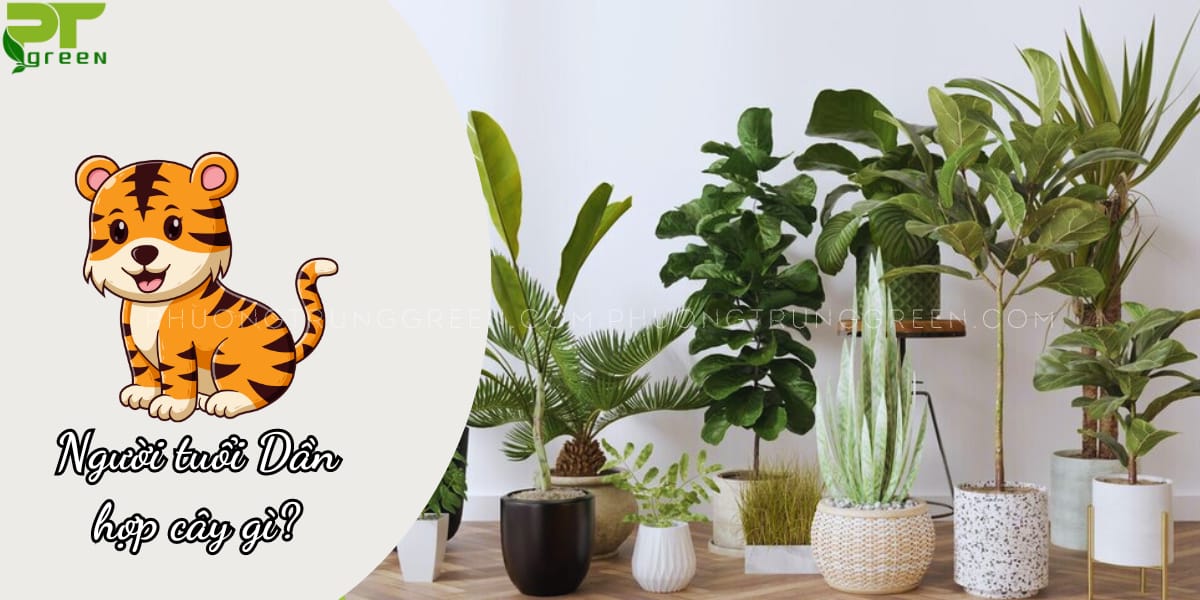 Tuổi dần hợp cây gì?