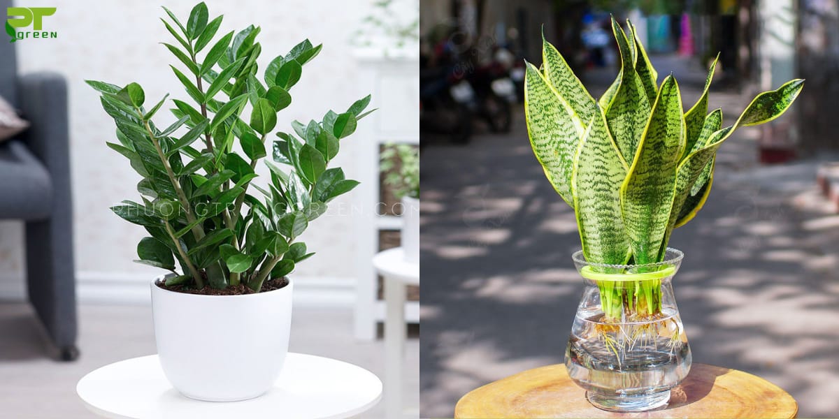 Cây hợp với tuổi Ất Dậu
