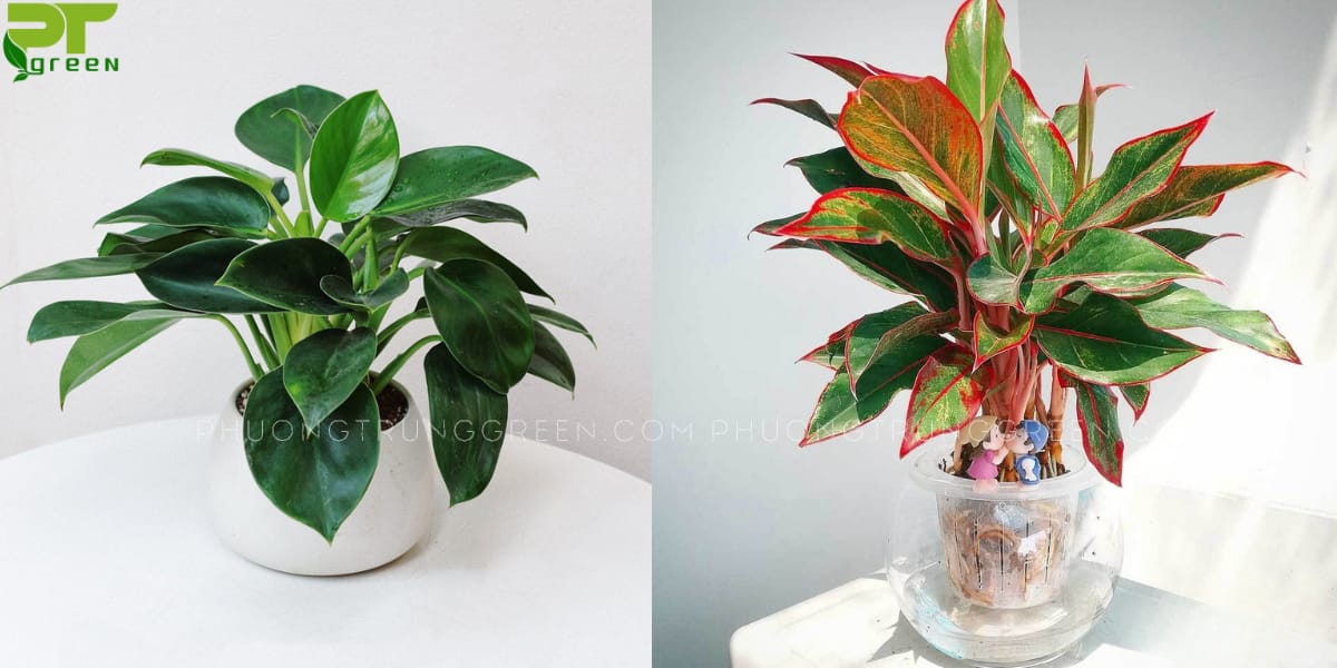 Cây hợp tuổi Đinh Dậu