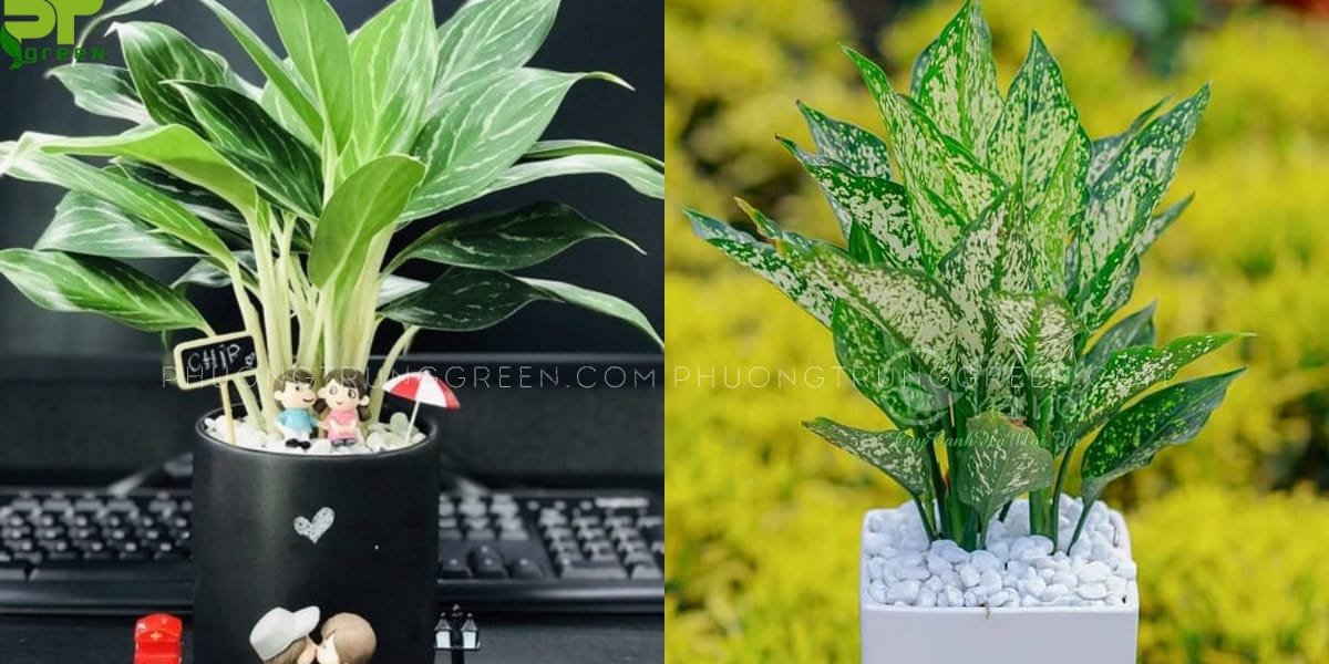 Tuổi Quý Dậu đặc biệt hợp với cây Bạch mã hoàng tử, Ngọc ngân