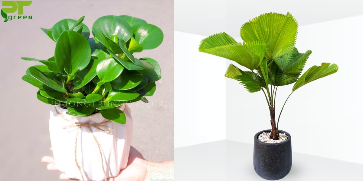 Cây hợp với tuổi Tân Dậu