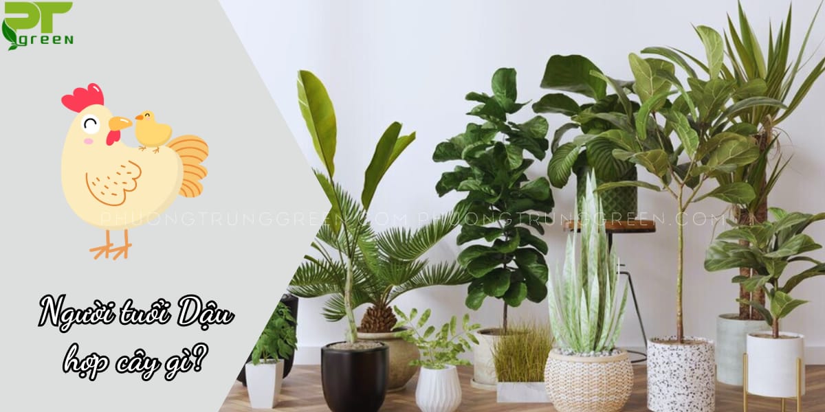 Người tuổi Dậu hợp cây gì?