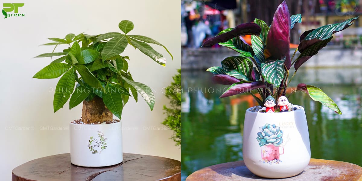 Ất Hợi hợp cây Kim ngân, Đuôi công tím
