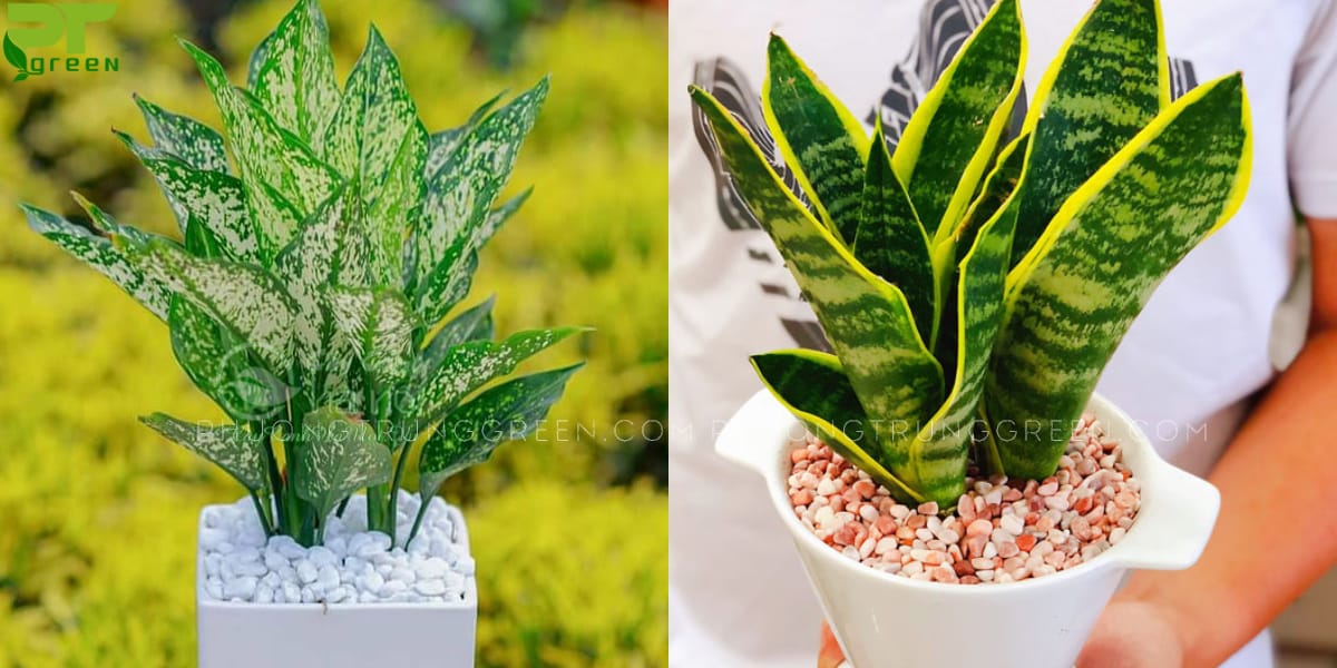 Đinh Hợi hợp cây gì?