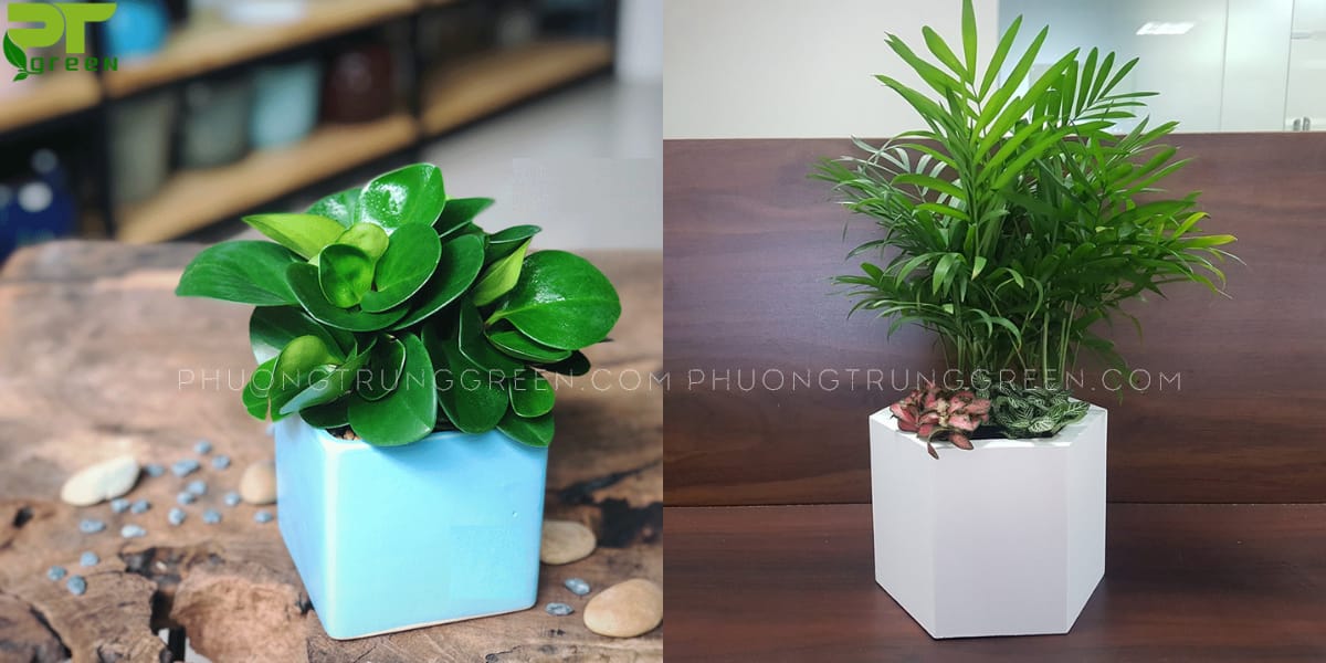 Kỷ Hợp hợp với cây trường sinh,cau tiểu trâm