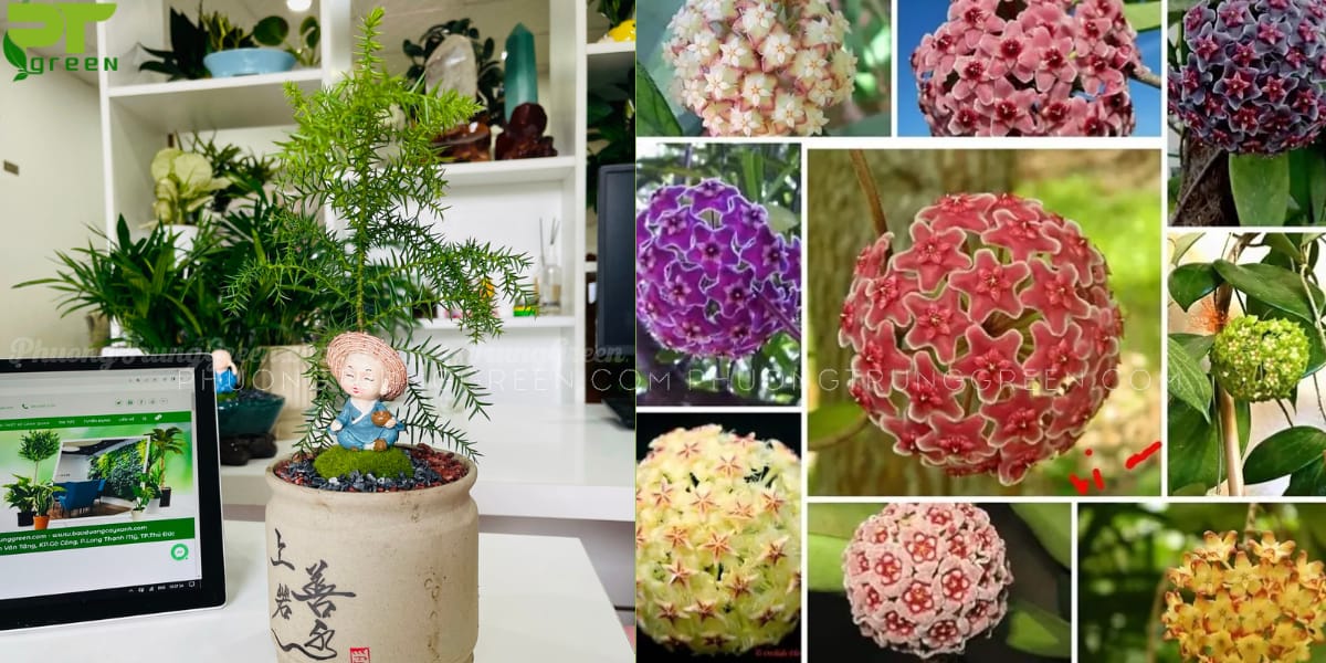 Hoa cẩm cù, Tùng xương cá hợp với người tuổi Quý Hợi