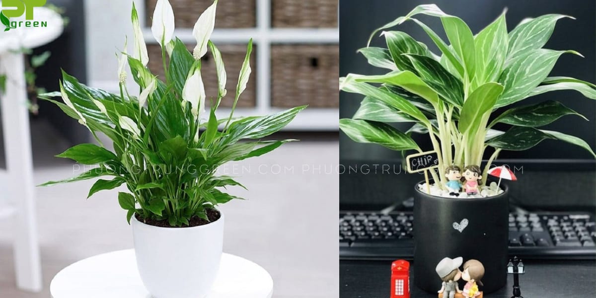 Tuổi Tân Hợi hợp cây gì?