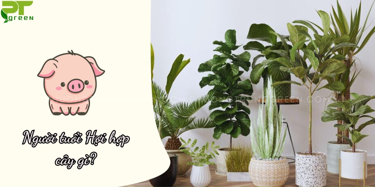 Tuổi Hợi hợp cây gì?