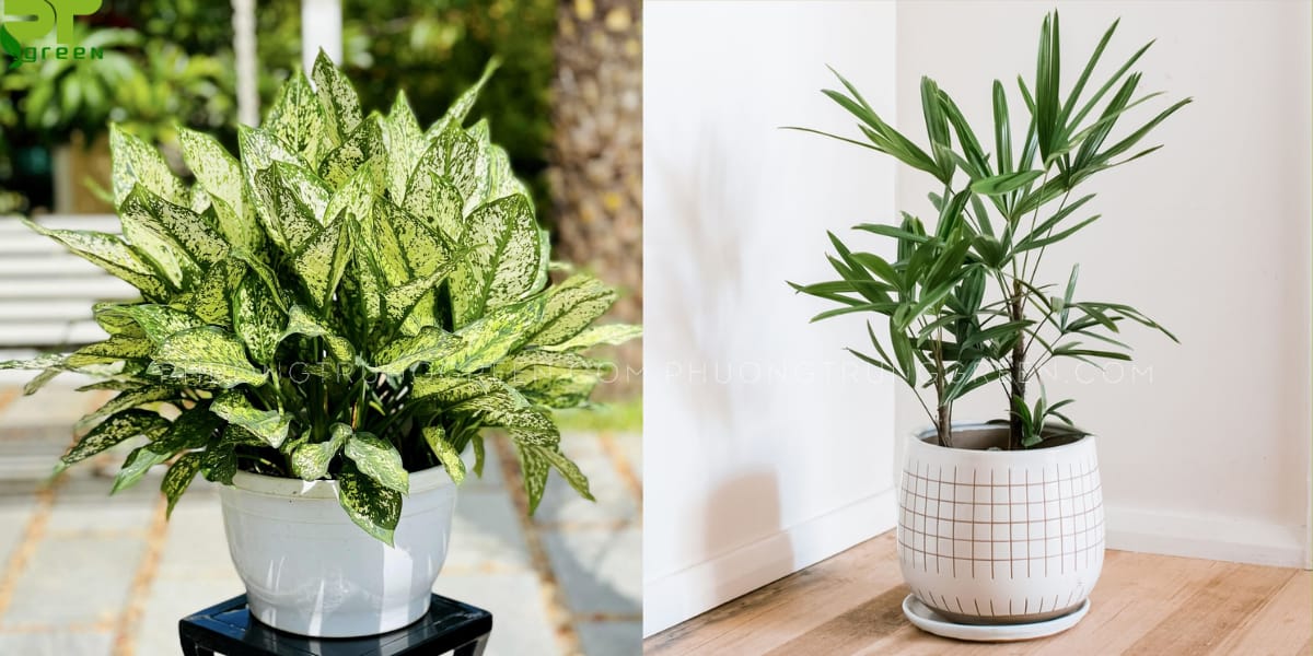 Cây hợp với tuổi Ất Mão