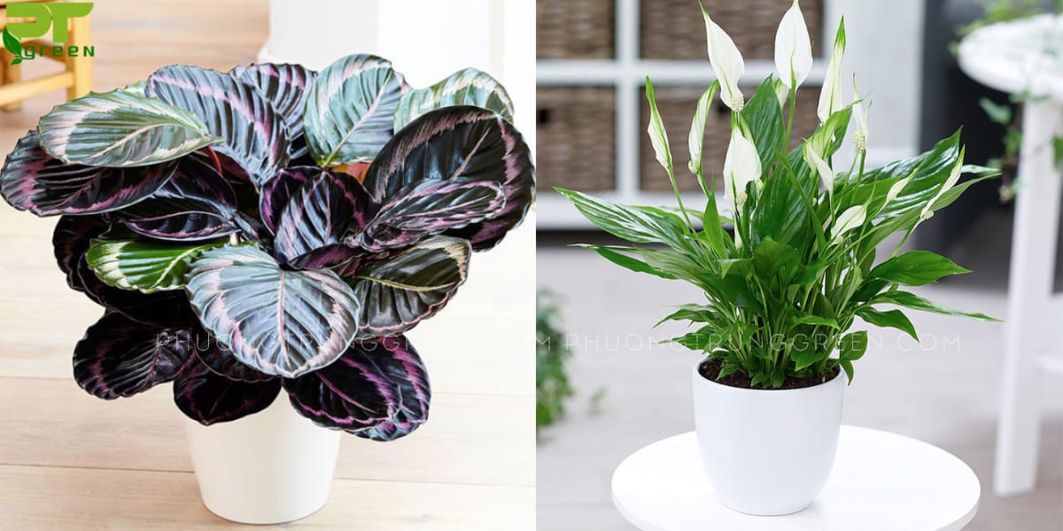 Cây hợp với tuổi Quý Mão