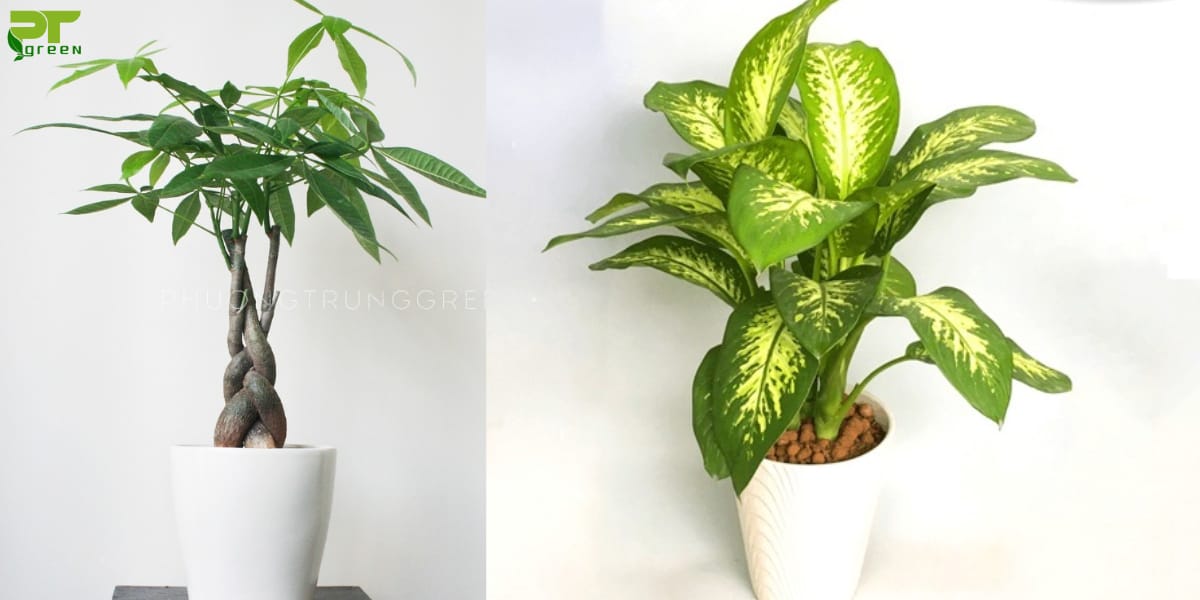 Cây hợp với tuổi Tân Mão