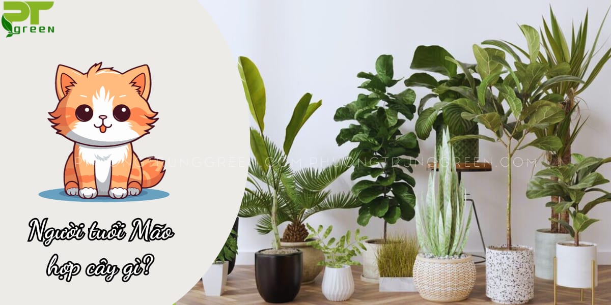 Tuổi Mão hợp cây gì?