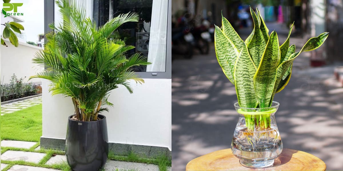 Cây hợp với tuổi Ất Mùi