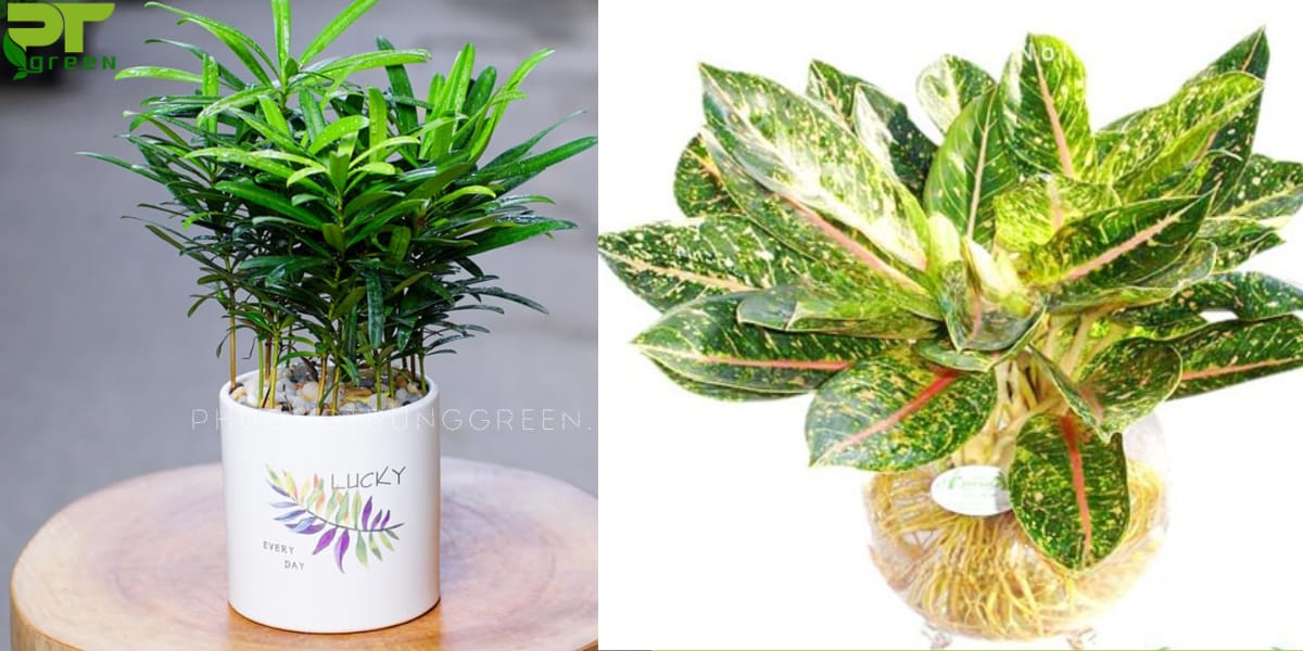 Cây hợp với tuổi Đinh Mùi