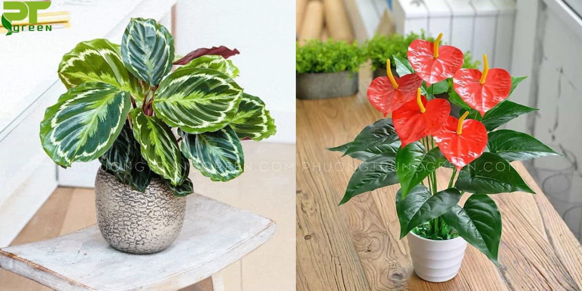 Cây hợp với tuổi Kỷ Mùi