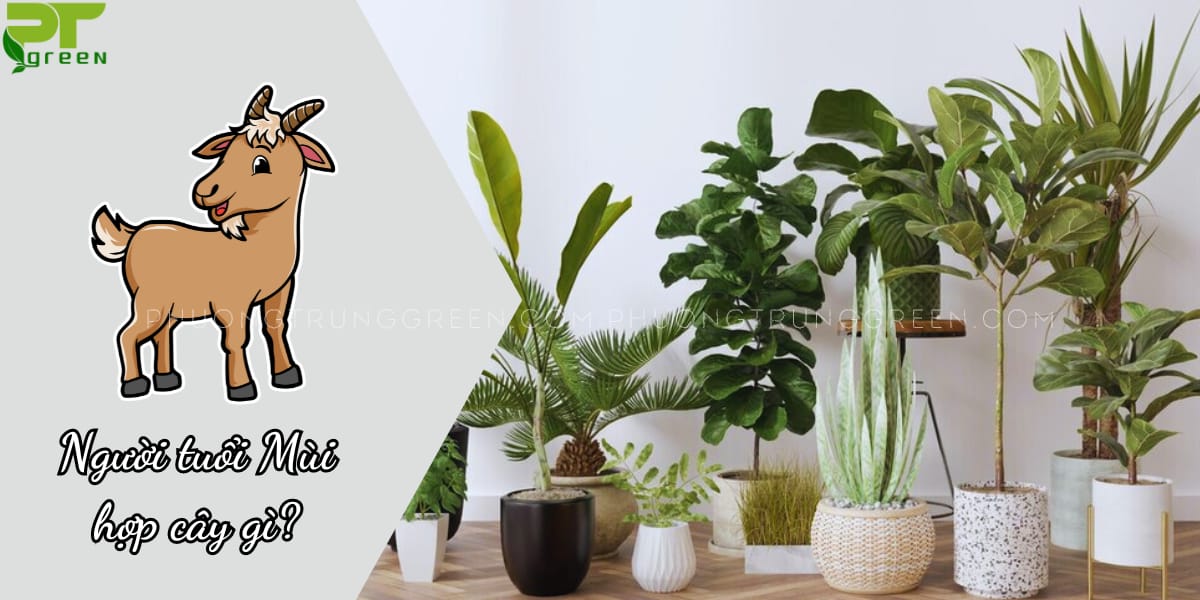 Người tuổi Mùi hợp cây gì?