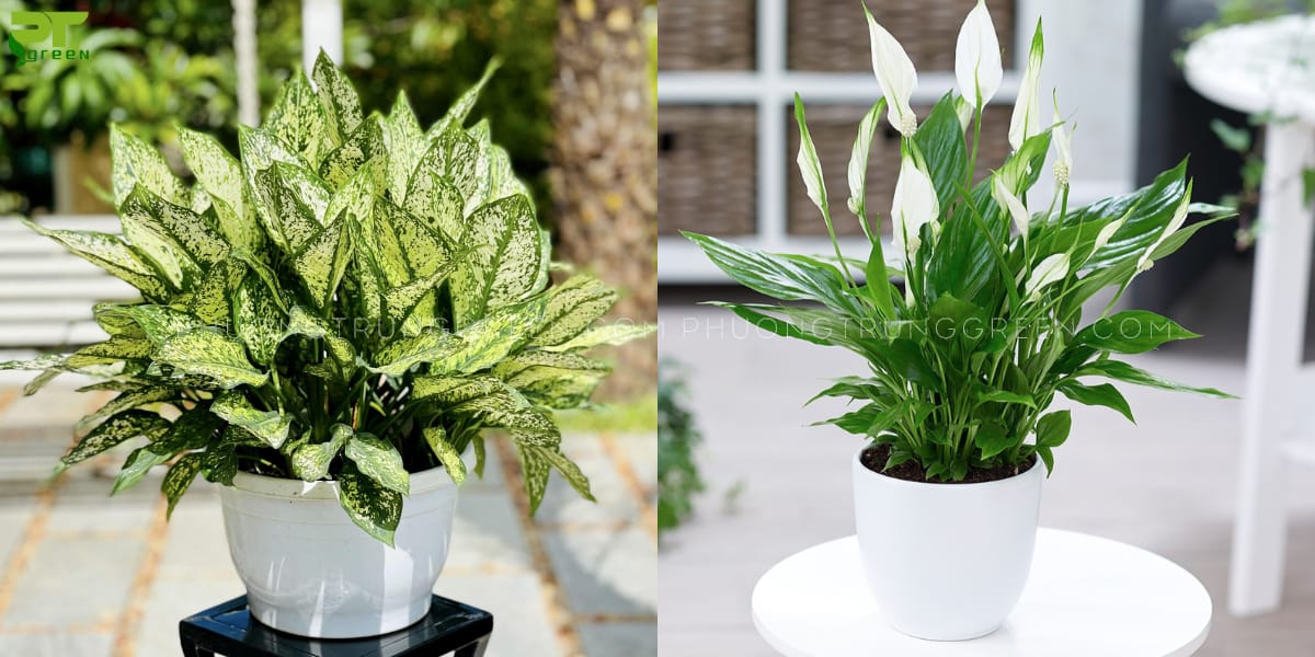 Cây hợp với tuổi giáp Ngọ
