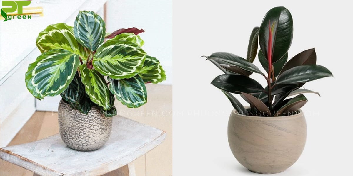 Cây hợp với tuổi Mậu Ngọ