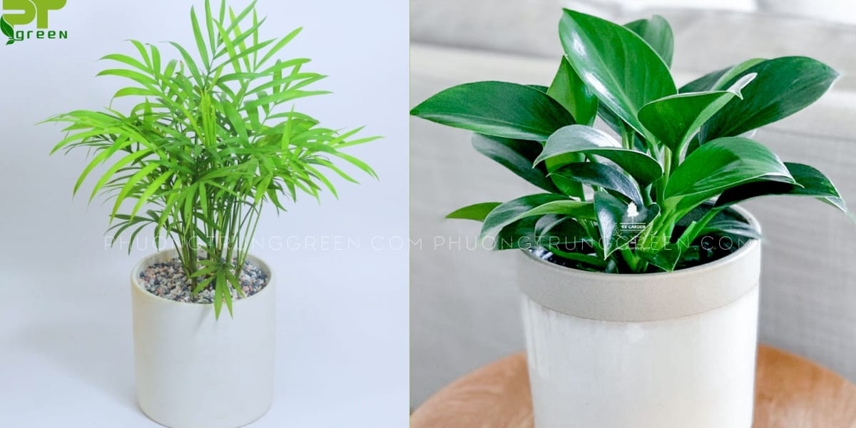 Nhâm Ngọ hợp với cây phong thủy nào?