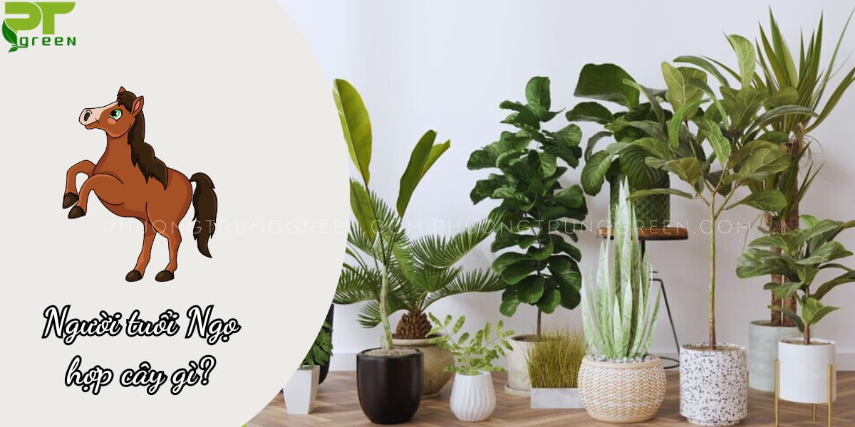 Tuổi Ngọ hợp cây gì?