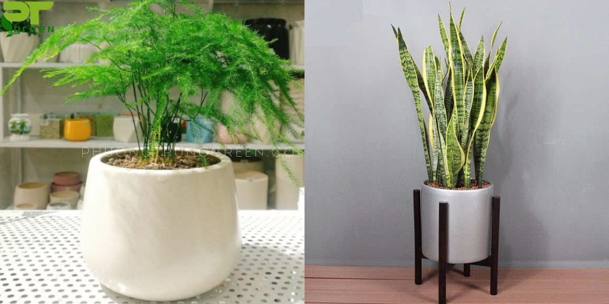 Cây hợp với tuổi Đinh Sửu