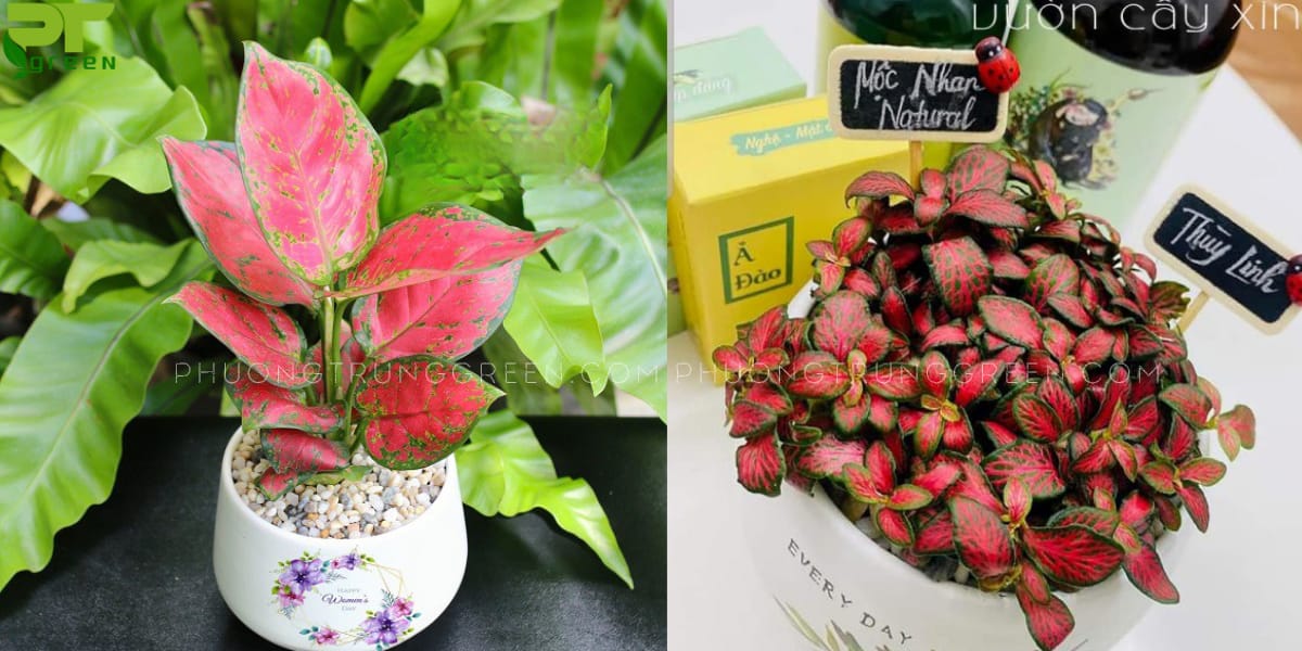 Cây hợp phong thủy với tuổi Tân Sửu