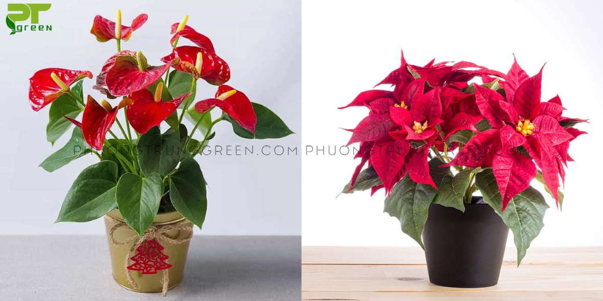 Cây hồng môn, trạng nguyên hợp với bính thân