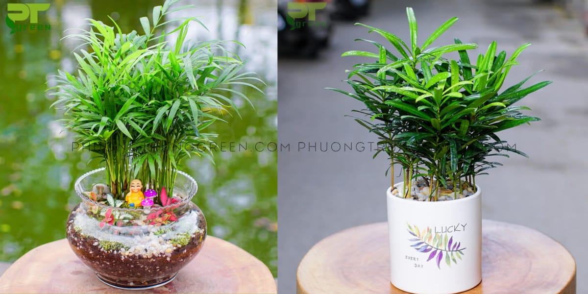 Cây hợp với canh thân như cau tiểu trâm, tùng la hán