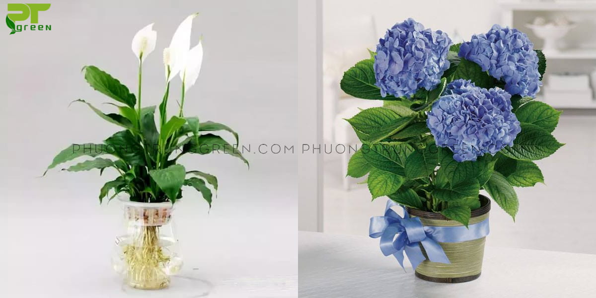 Cây lan ý, cẩm tú cầu hợp với giáp thân